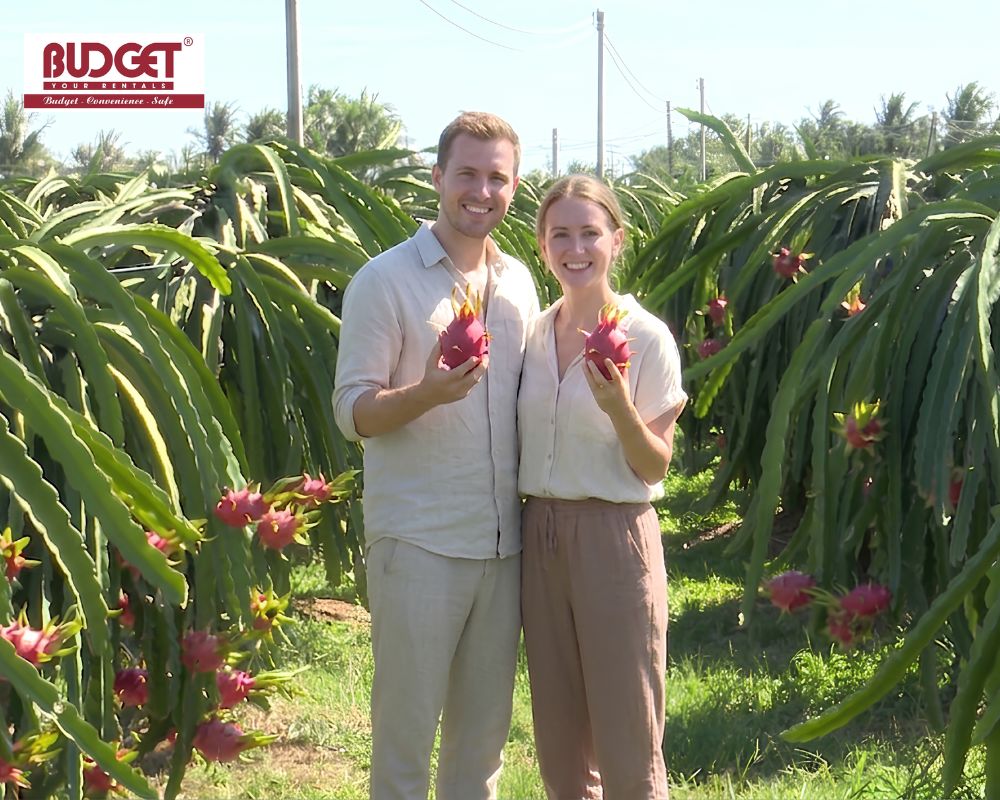 A-couple-held-fresh-dragon-fruits-and-took-a-picture-together-at-a-dragon-fruit-farm