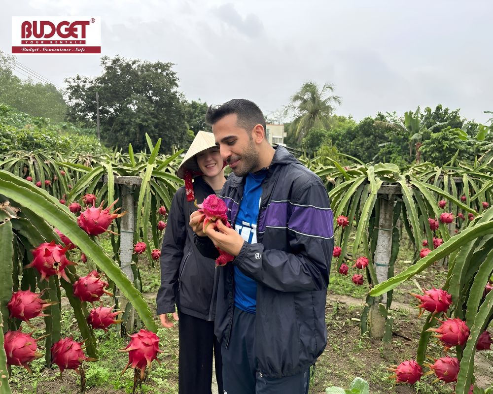 Our-tourists-visited-a-local-dragon-fruit-farm-and-tasted-freshly-picked-dragon-fruit