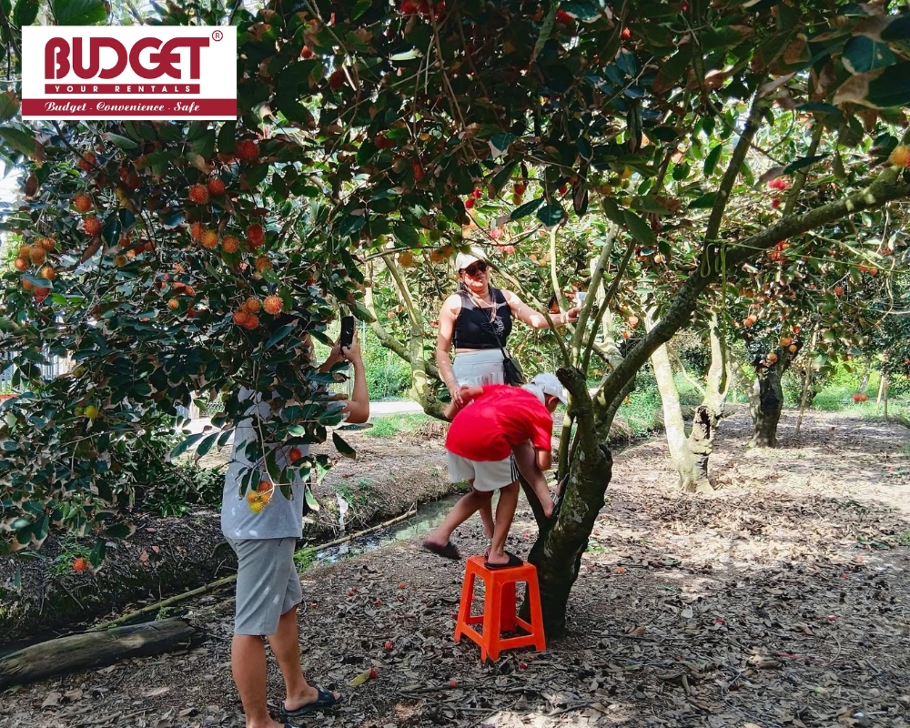 Visitors explore a rambutan orchard in Cho Lach District