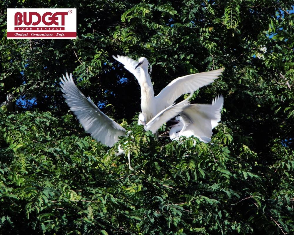Watching white egrets freely spread their wings amidst the lush greenery of Vam Ho Bird Sanctuary