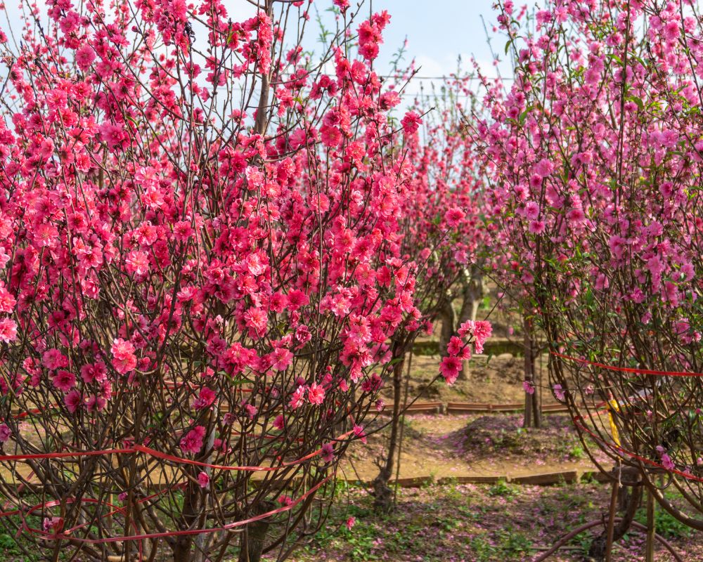 Peach flowers