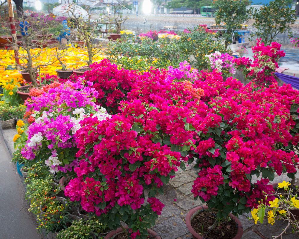 Saigon Flower Market at Lunar New Year