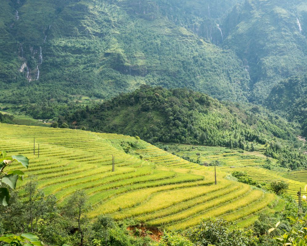 Rice terrace at Y Ty, Lao Cai