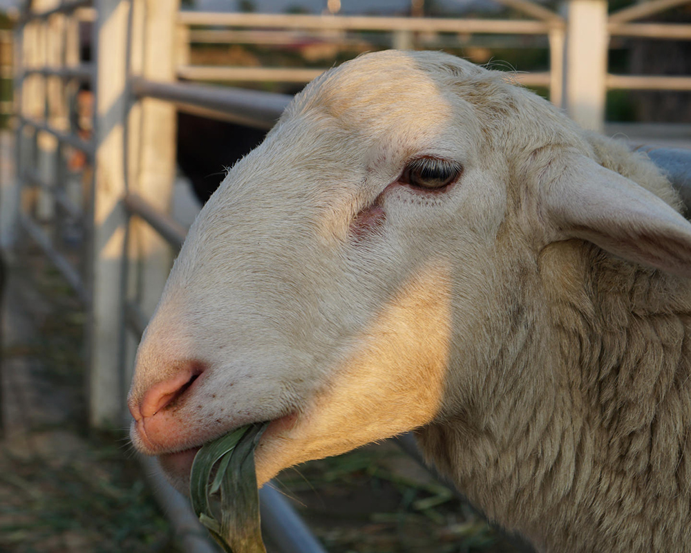 Livestock-graze-freely-in-the-broad-fields