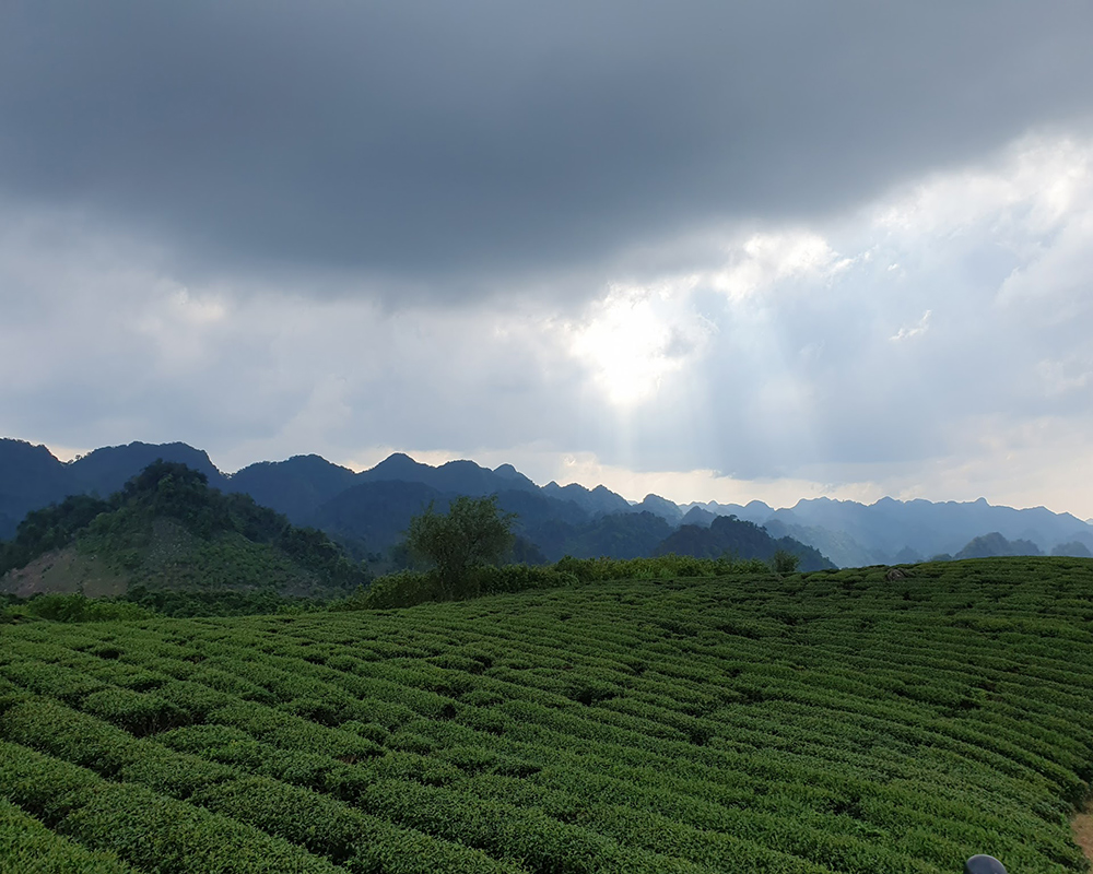 tea-hills-in-Moc-Chau