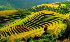 The Roads, that can see beautiful Ripe Rice In The Northwest Of Vietnam