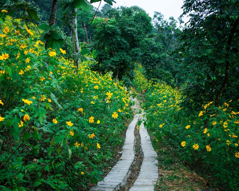 Bavi-Maxican-sunflower