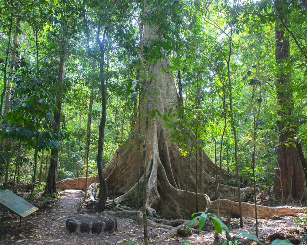 Giant-Tung-Tree-Cat-Tien-national-Park