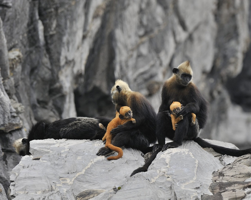 golden-headed-family-on-cat-ba-island