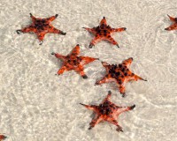 Starfish Beach Phu Quoc Island: Local Guide Insider