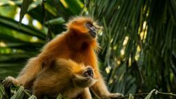 The Cat Ba Langur Travel Information Guide