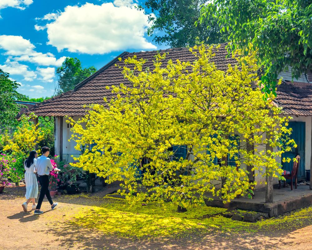 The apricot tree blooms in front of old house on a spring morning