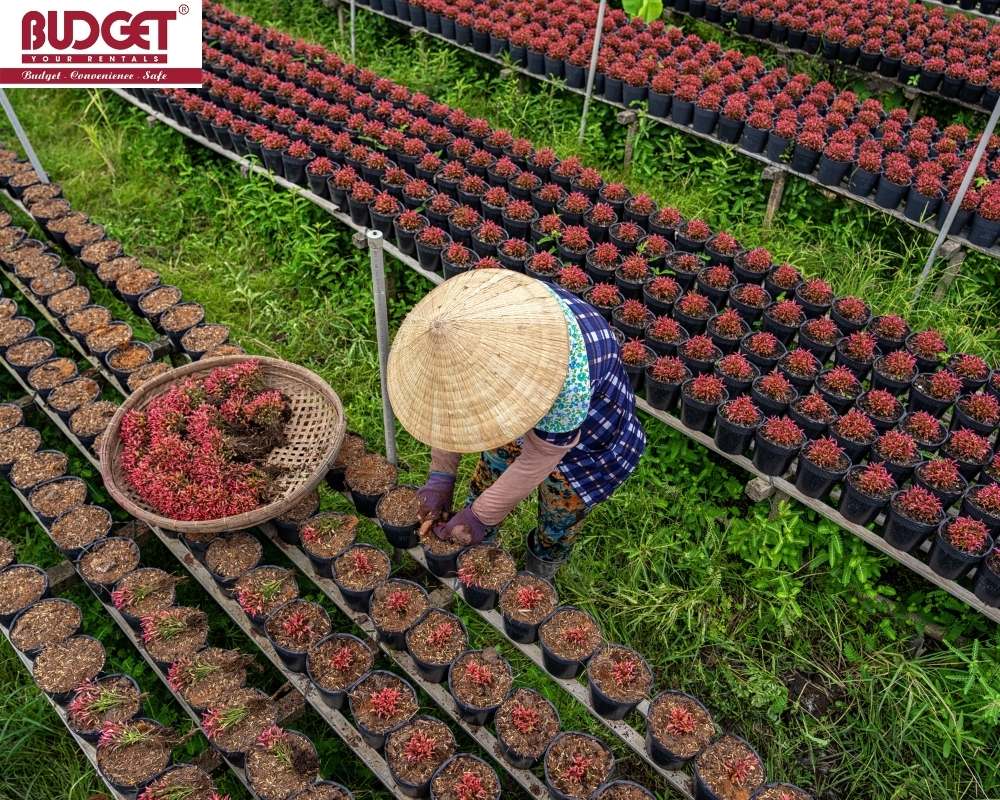 Thanh-Tam-Ornamental-Flower-Garden-in-Long-An