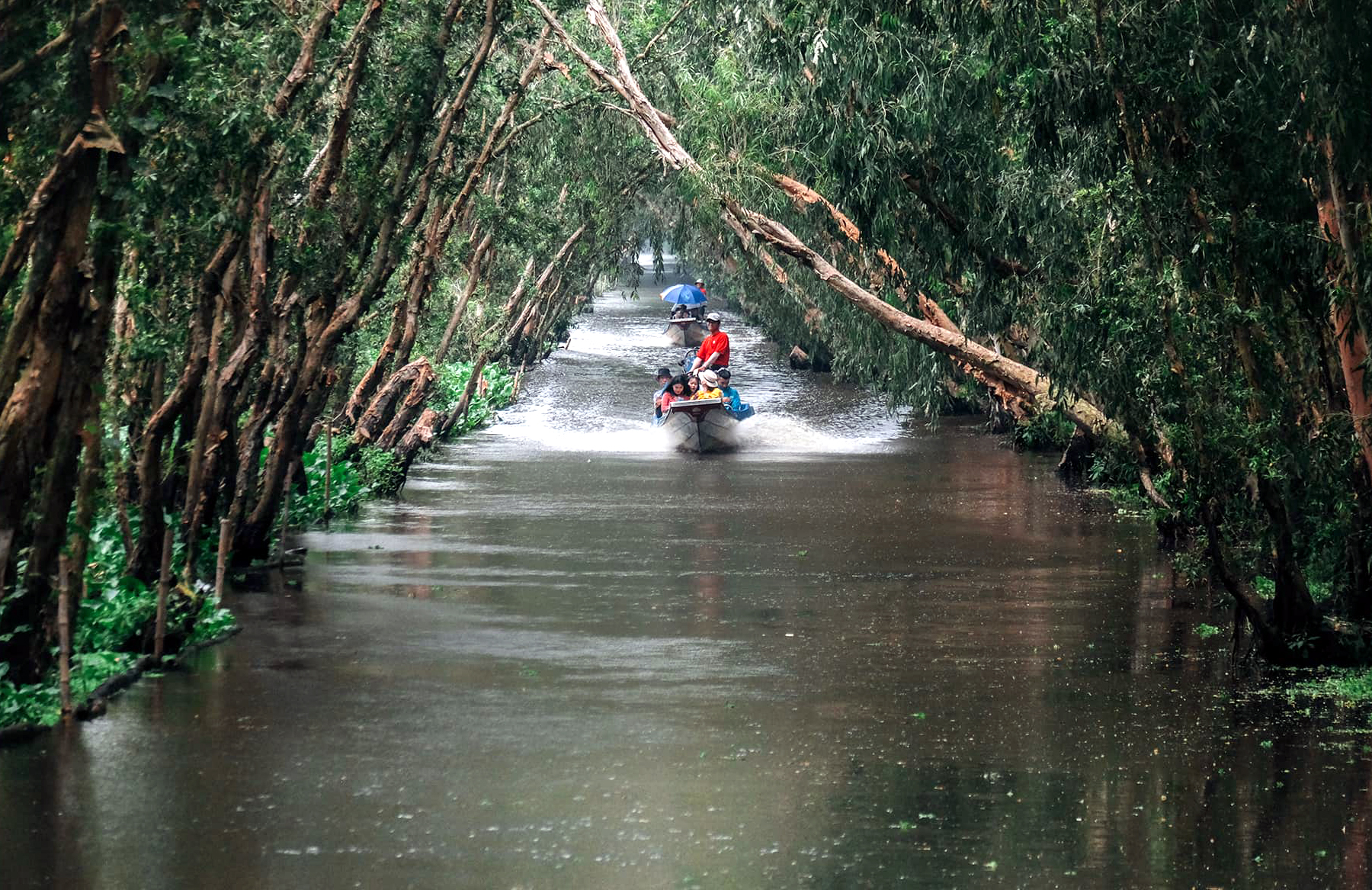 a-travel-guide-to-tra-su-cajuput-forest-vietnam-2024-2