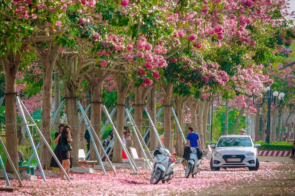 Hong Trumpet Flower Street in Soc Trang