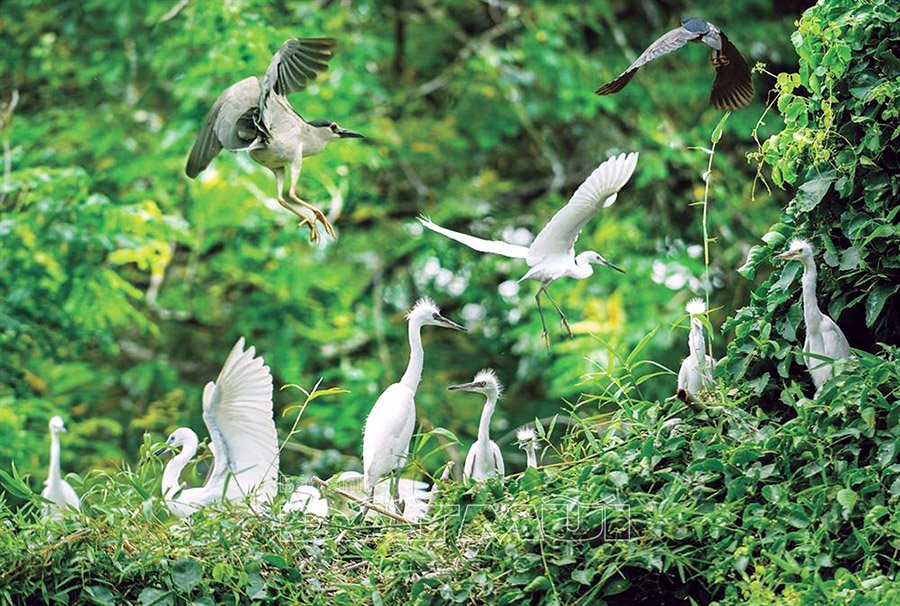 Stork Garden at Tân Long Ecotourism Area