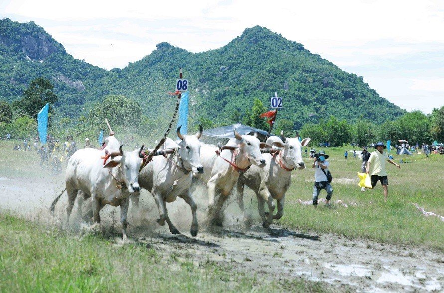 Ox Racing Festival - A Unique Sports Culture