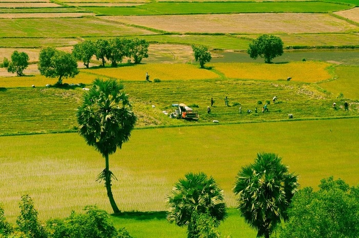 What is interesting about Tapa Rice Fields?