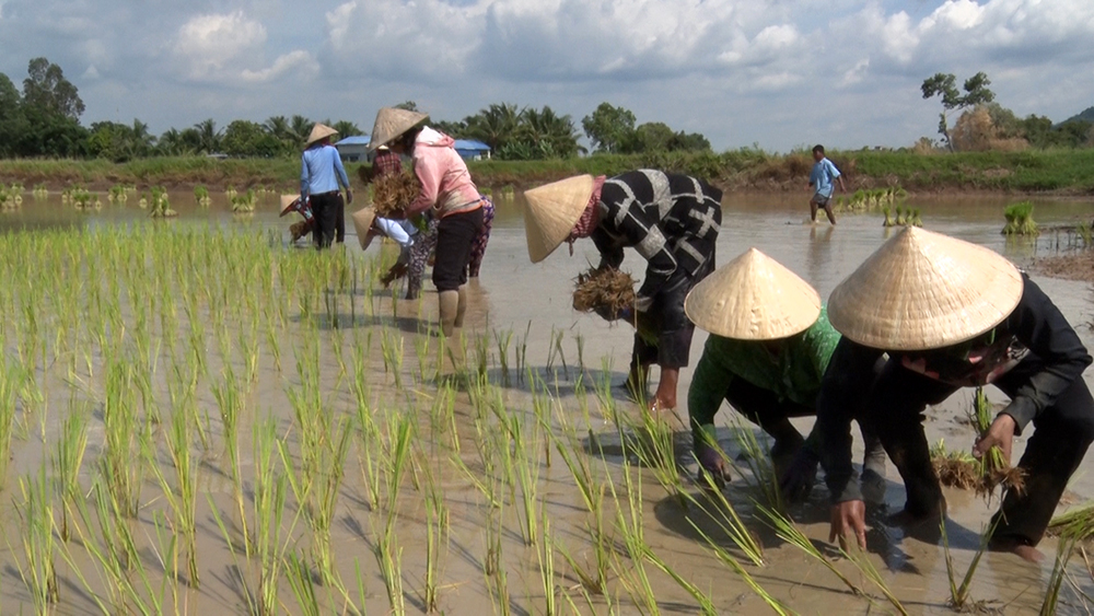 Cooperative Farming on Tapa Rice Fields