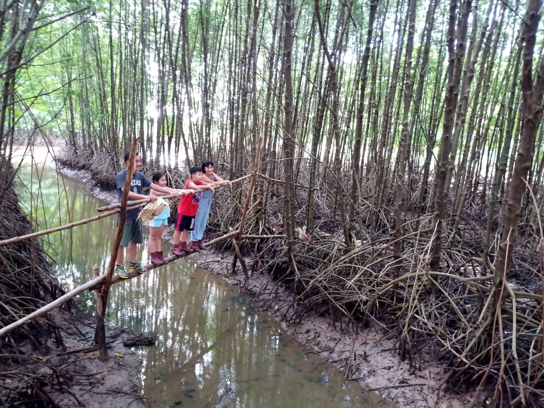 Traverse through Mangrove Forest in Ca Mau Peninsula