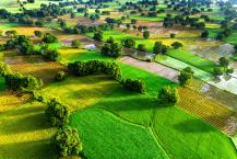 Tapa Rice Fields in An Giang - A Top Place for Instagrammers