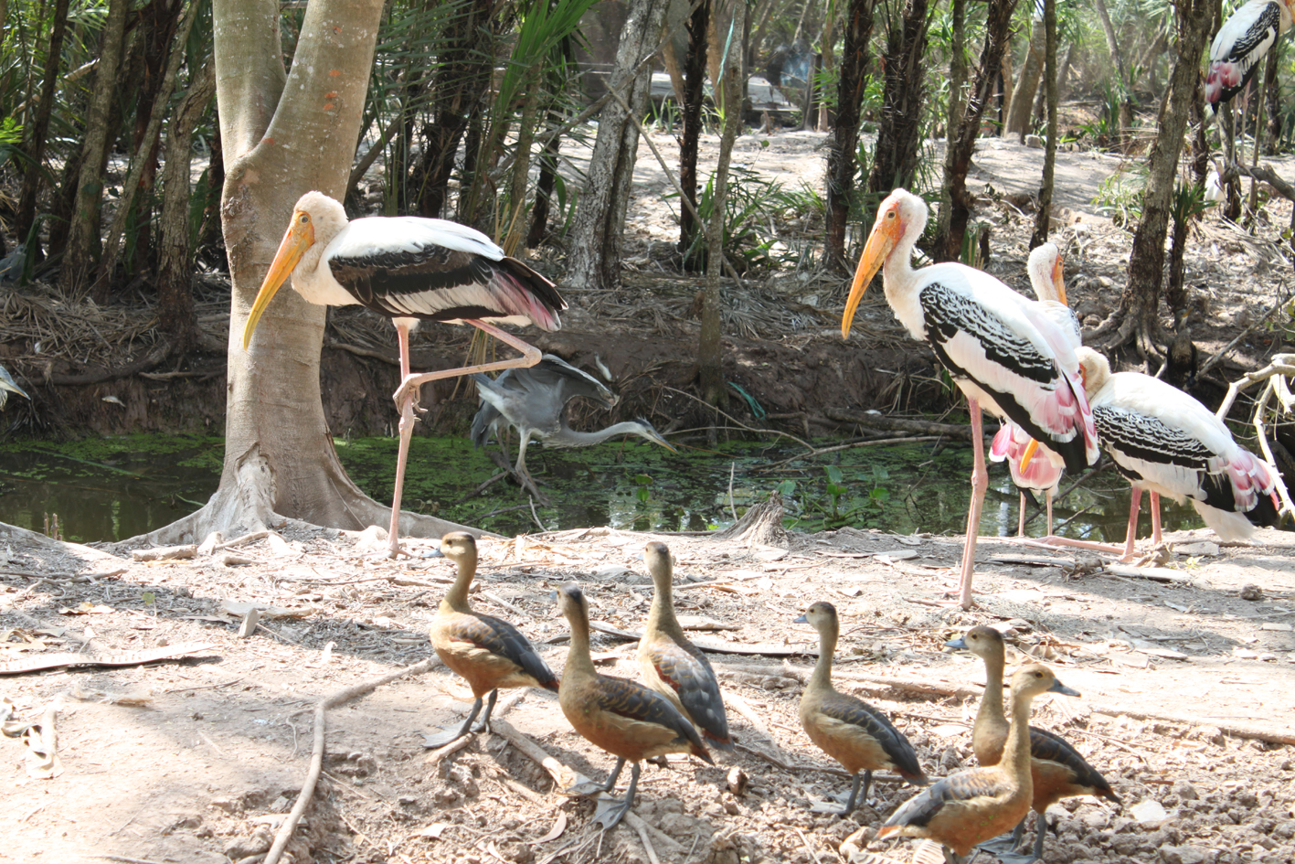 Bird Garden in Bac Lieu