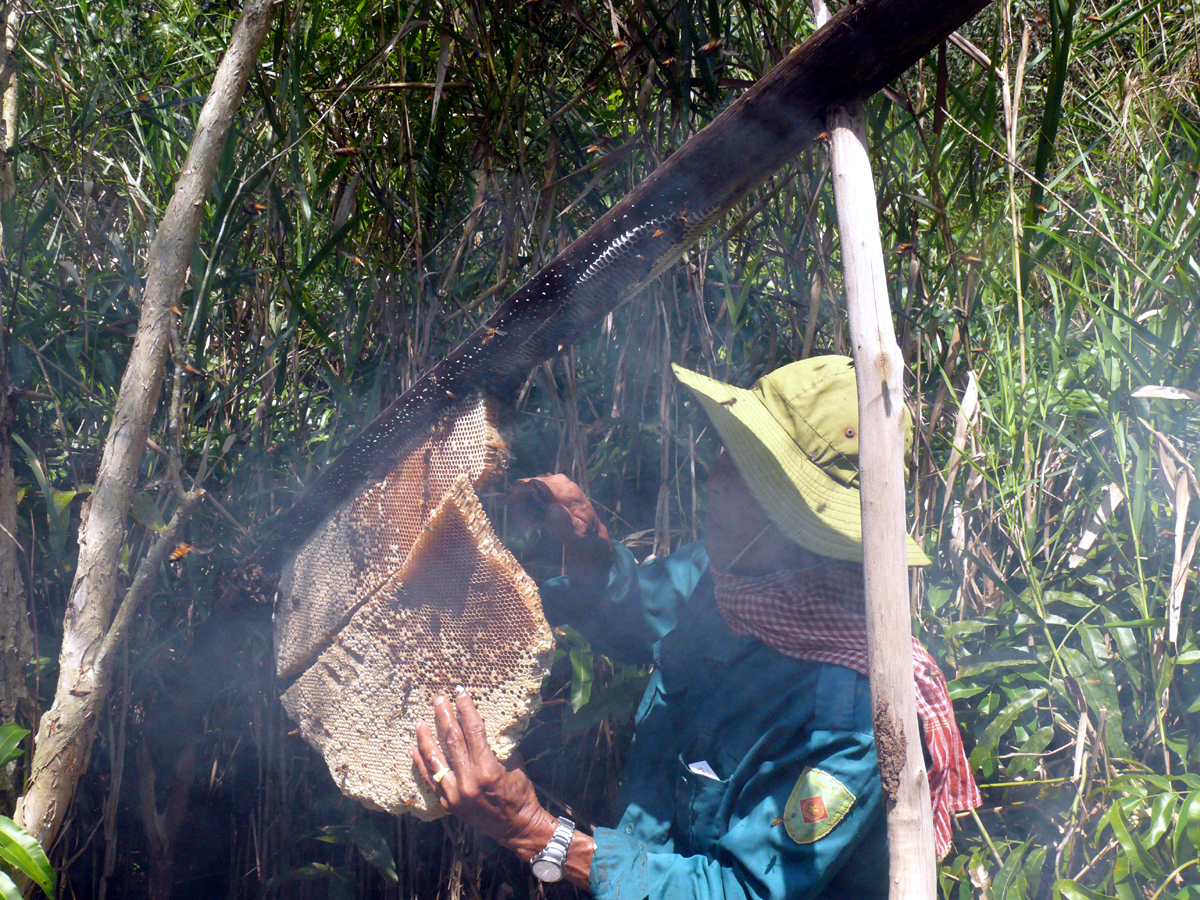 A man is harvesting honey