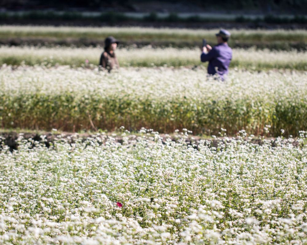 Beautiful buckwheat flowers field