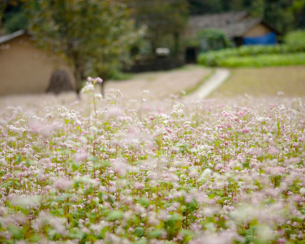 Field of buckwheat flowers at Ha Giang, Viet Nam