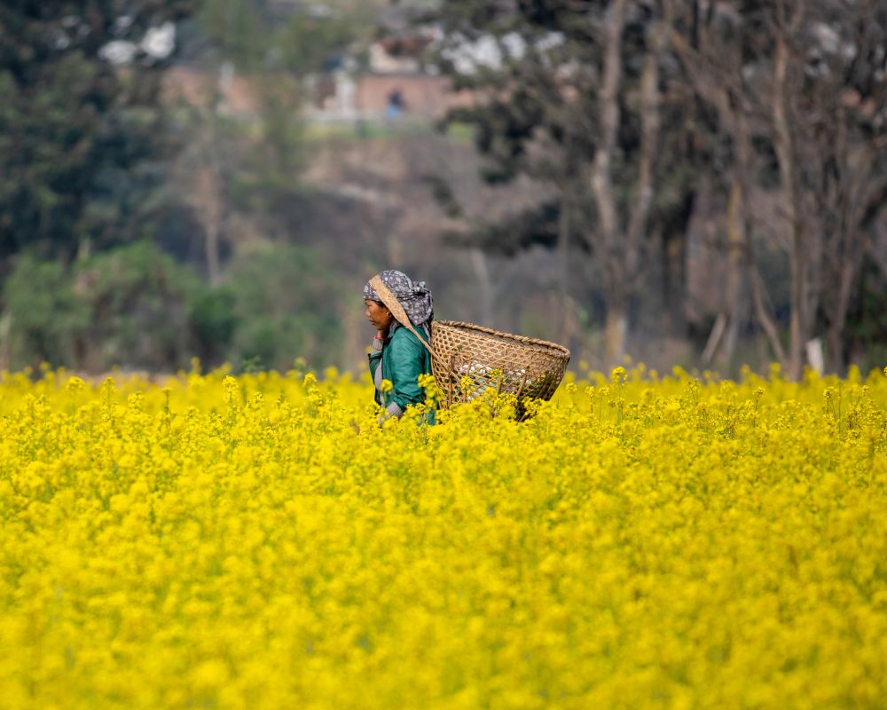 Woman walks through buckwheat field