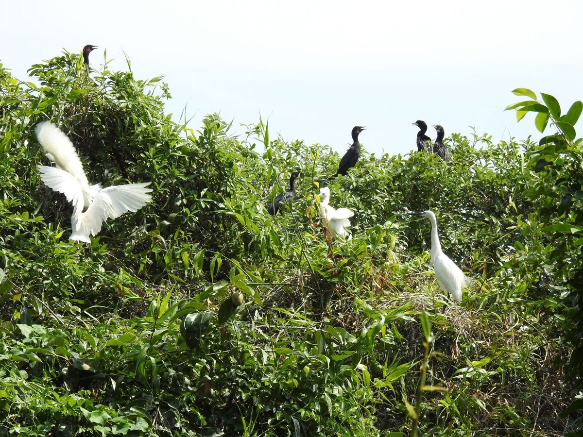 The number of birds at Dam Doi Bird Sanctuary in Ca Mau is extremely large