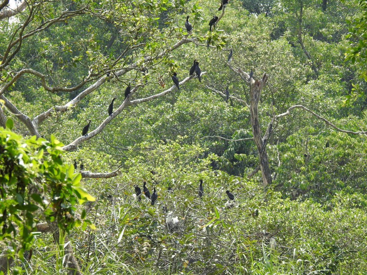 The bird garden is truly a sight not to be missed when coming to Ca Mau