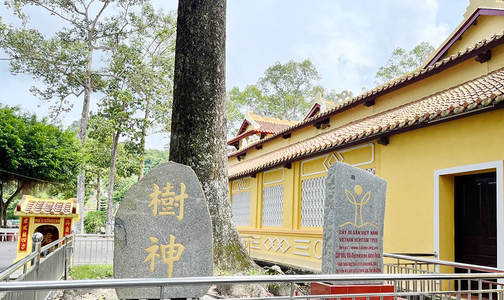 Oil Tree Associated with Thoai Son's History